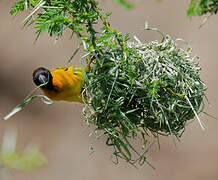 Village Weaver