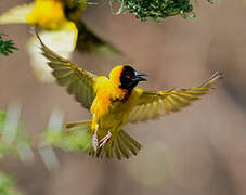 Village Weaver