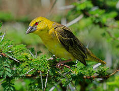 Village Weaver