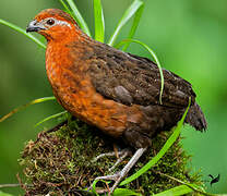 Chestnut Wood Quail