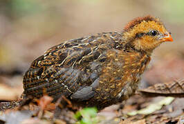 Chestnut Wood Quail