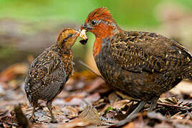 Chestnut Wood Quail