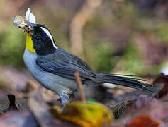 White-naped Brushfinch