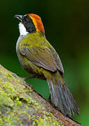 Chestnut-capped Brushfinch