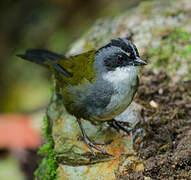 Grey-browed Brushfinch