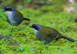 Grey-browed Brushfinch