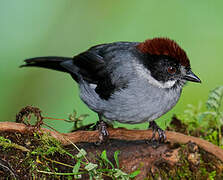 Slaty Brushfinch