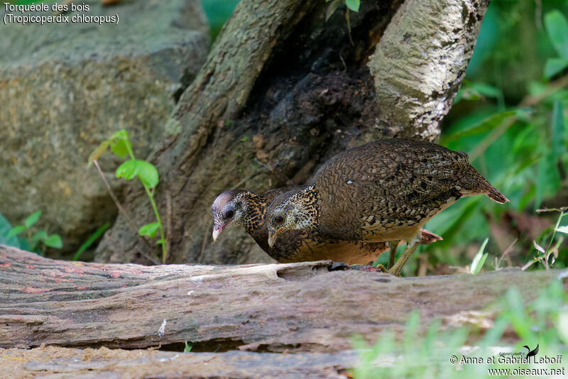 Green-legged Partridgeadult