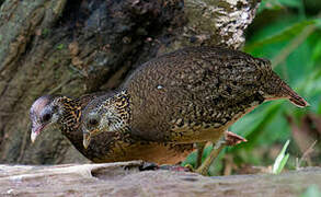 Green-legged Partridge