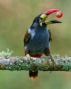 Grey-breasted Mountain Toucan