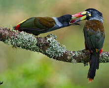 Grey-breasted Mountain Toucan