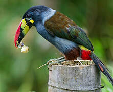 Grey-breasted Mountain Toucan