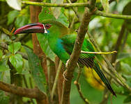 Toucanet à croupion rouge