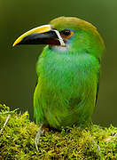 White-throated Toucanet