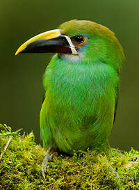 Toucanet des Andes