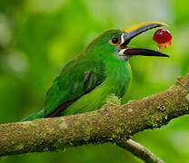 White-throated Toucanet