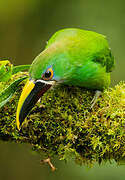 White-throated Toucanet