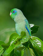 Spectacled Parrotlet