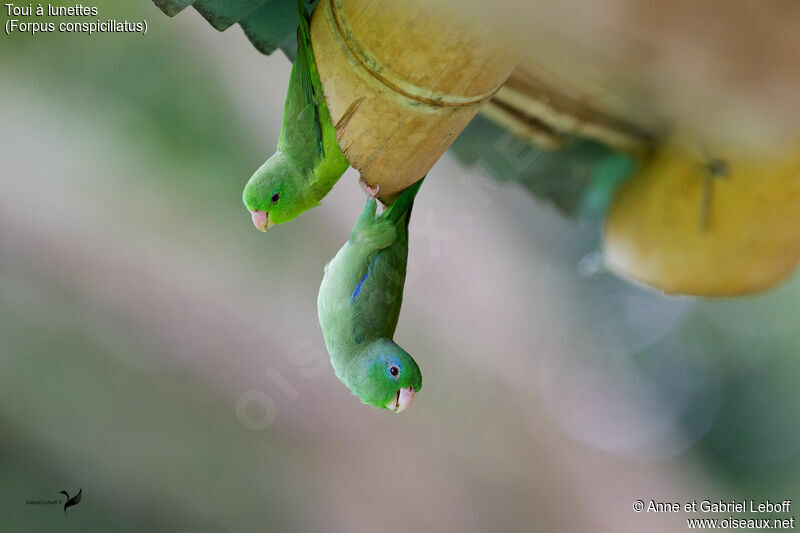 Spectacled Parrotletadult