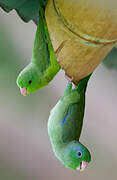 Spectacled Parrotlet