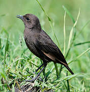 Anteater Chat