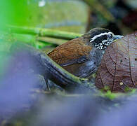 Grey-breasted Wood Wren