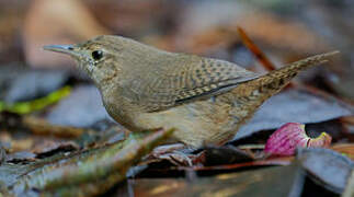 Southern House Wren