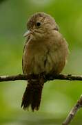 Southern House Wren