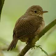 Southern House Wren