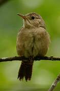 Southern House Wren