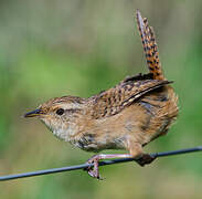 Grass Wren