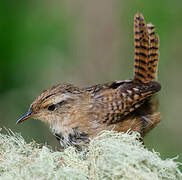 Grass Wren