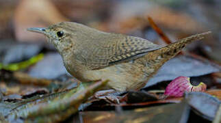 House Wren