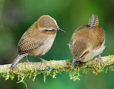 Mountain Wren