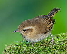 Mountain Wren