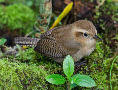 Mountain Wren