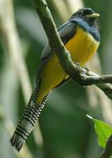 Trogon de Cabanis