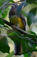 Trogon de Cabanis