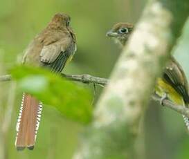 Trogon de Cabanis