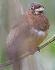 Trogon de Cabanis