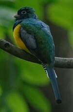 Trogon de Cabanis