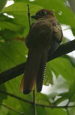 Trogon de Cabanis