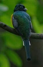 Trogon de Cabanis