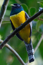 Trogon de Cabanis