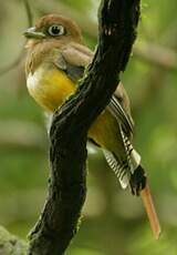 Trogon de Cabanis