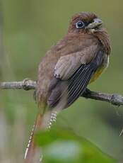 Trogon de Cabanis