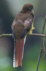 Trogon de Cabanis