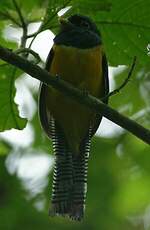 Trogon de Cabanis