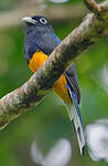 Trogon de Panama