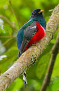 Trogon masqué